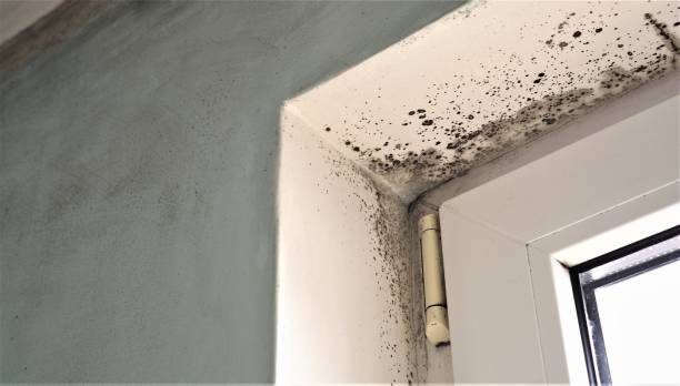 Best Commercial Mold Inspection  in East Rockingham, NC